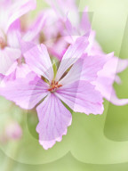 Pelargonien: Schätze in der Klostergärtnerei Maria Laach
