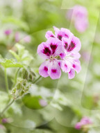 Pelargonien: Schätze in der Klostergärtnerei Maria Laach