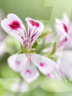 Pelargonien: Schätze in der Klostergärtnerei Maria Laach