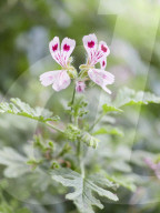 Pelargonien: Schätze in der Klostergärtnerei Maria Laach