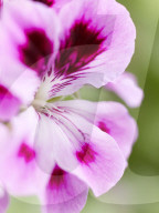 Pelargonien: Schätze in der Klostergärtnerei Maria Laach