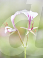 Pelargonien: Schätze in der Klostergärtnerei Maria Laach