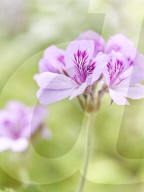 Pelargonien: Schätze in der Klostergärtnerei Maria Laach
