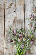 Schachblume, Checkered Daffodil, Fritillaria meleagris