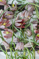 Schachblume, Checkered Daffodil, Fritillaria meleagris