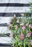 Schachblume, Checkered Daffodil, Fritillaria meleagris