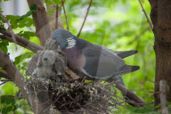 Woodpigeon Feeding
