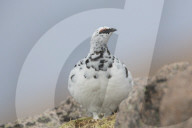 Snow chicken in winter