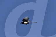 Flying Magpie