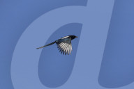 Flying Magpie