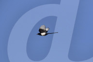 Flying Magpie