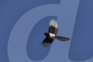Flying Magpie