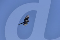 Flying Magpie