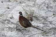 Pheasant on a snow-covered Meadow
