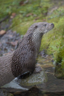 Common Otter