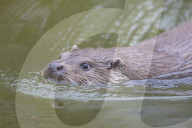 Common Otter swimming