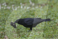 Carrion Crow with a Mole as Prey 
