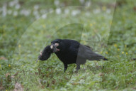 Carrion Crow with a Mole as Prey 