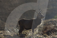 Red Deer in Scotland