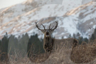 Belling Red Deer in Scotland