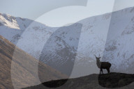Red Deer in Scotland