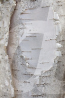 Close-up of a Silver Birch