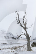Dead Tree in the Valley of Strathdearn 