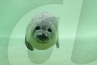 Seal underwater