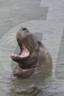 Gray seal