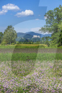Chives Field, Area of Salzburg