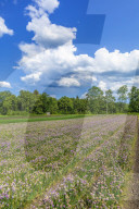 Chives Field, Area of Salzburg 