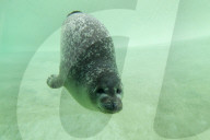 Seal underwater