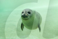 Seal underwater