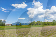 Chives Fields in the Area of Salzburg