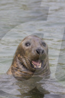 Gray seal