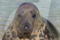 Gray seal