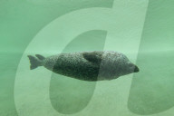 Seal underwater