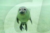 Seal underwater
