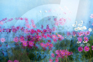 Flower-Power