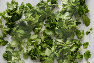 Frische Brennnesseln, Fresh nettle