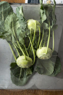 Frischer Kohlrabi, Fresh Kohlrabi
