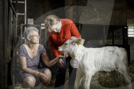NEWS - Angela Merkel besucht eine Milchfarm in Nienborstel