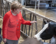 NEWS - Angela Merkel besucht eine Milchfarm in Nienborstel