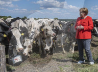 NEWS - Angela Merkel besucht eine Milchfarm in Nienborstel