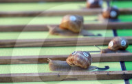 FEATURE - Rasendschnell: Schnecken Wettrennen