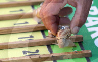 FEATURE - Rasendschnell: Schnecken Wettrennen