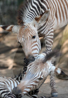 FEATURE - Pix of the Day: Bilder des Tages