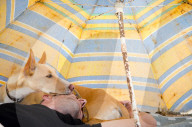 FEATURE - Die schönsten Hundeportraits