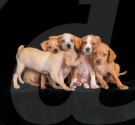 FEATURE - Die schönsten Hundeportraits