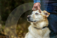 FEATURE - Die schönsten Hundeportraits